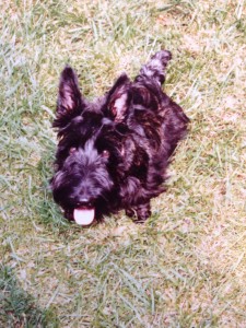 Casey, the Texas puppy