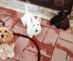 Buffy, Poo & Casey