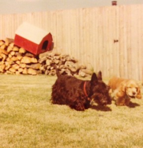 Casey, Buffy, & the red barn on lawn mowing day in Texas