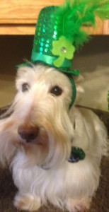 Sunny & her St. Patrick's Day hat