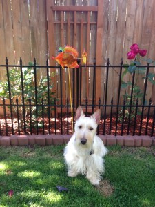 Riley in the Backyard