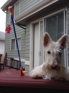 What do you mean we're just playing---there's no fish in the backyard!?!