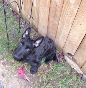 Sadie, After Grooming.