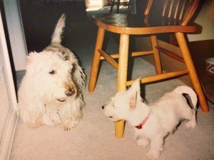 Corky & Kirby puppy