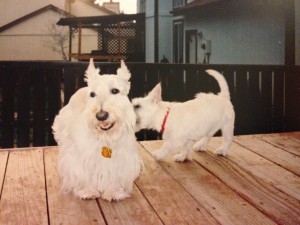 Corky & Kirby puppy